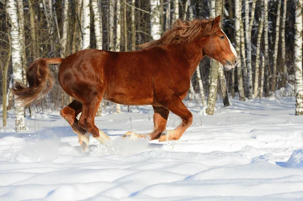 Röda tung häst kör galopp i vinter — Stockfoto