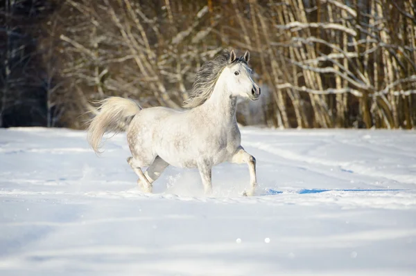 Cavalo andaluz branco corre no tempo de inverno — Fotografia de Stock