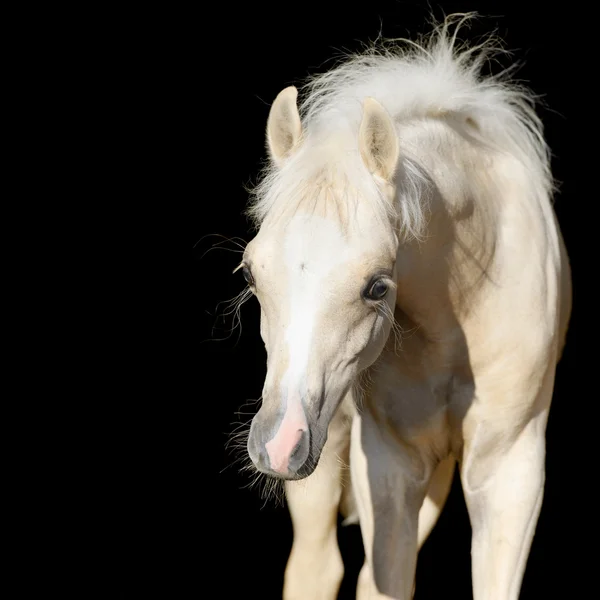 Neonato cavallo bambino, gallese puledro pony isolato su nero — Foto Stock