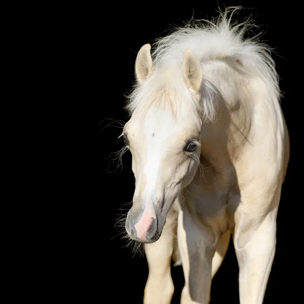 Bebê de cavalo recém-nascido, potro de pônei galês isolado em preto — Fotografia de Stock