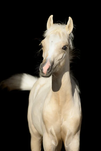 Noworodek noworodka konia, walijski kucyk źrebię na czarnym tle — Zdjęcie stockowe