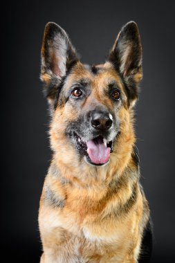 koyu arka plan üzerine Alman çoban köpeği