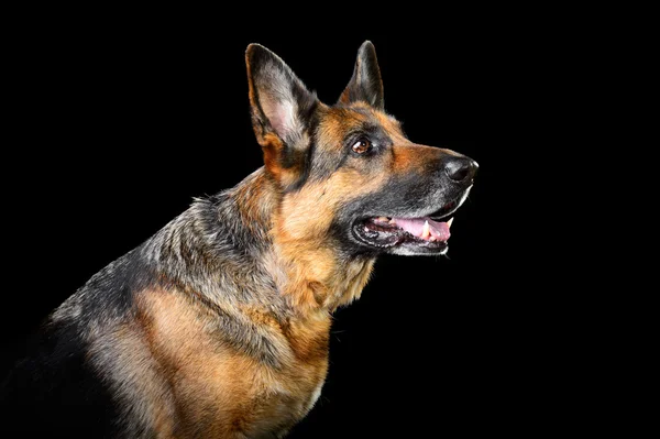 German sheepdog isolated on the black background — Stock Photo, Image