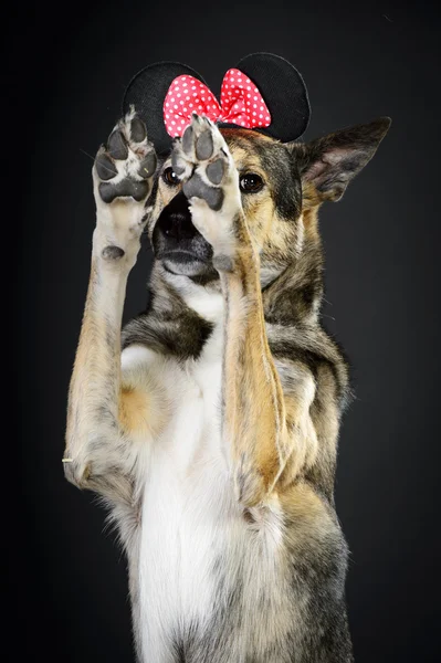 Misture raça cão fazer um truque — Fotografia de Stock