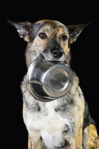 Mix breed hungry dog and the bowl, isolated on black — Stock Photo, Image