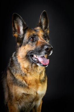 koyu arka plan üzerine Alman çoban köpeği