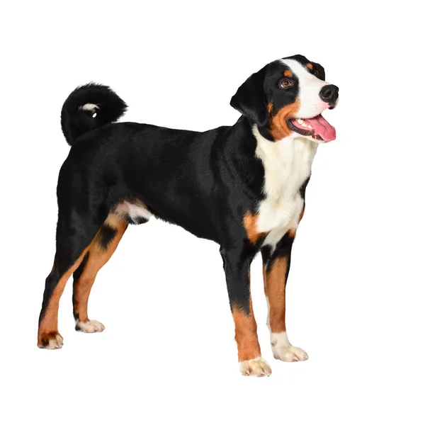 Sennenhund Appenzeller tricolor dog isolated on white — Stock Photo, Image