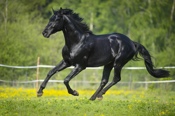 Cavalo preto corre galope no verão — Fotografia de Stock