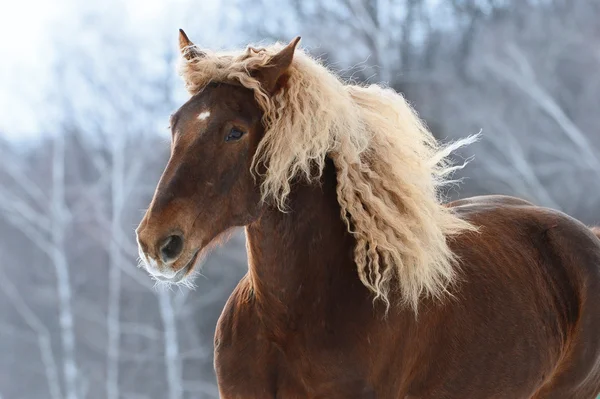 Brown retrato cavalo pesado em movimento — Fotografia de Stock