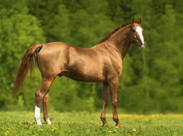 Portrét koně zlatého don, v létě — Stock fotografie
