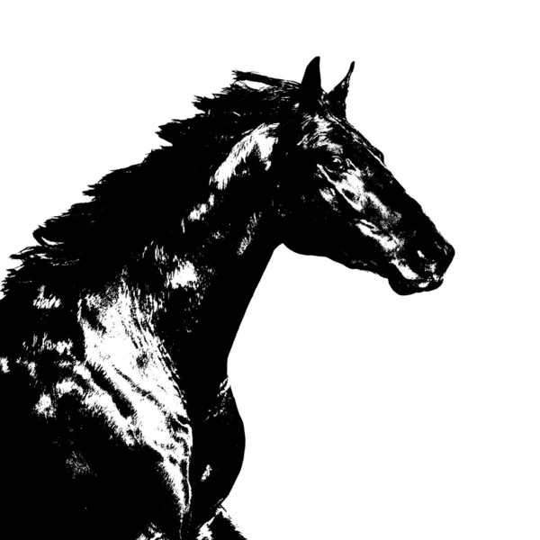 흰색에 검은 말 그림 — 스톡 사진