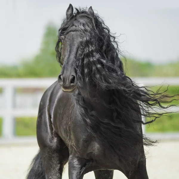 Cheval friesien noir, portrain en mouvement — Photo