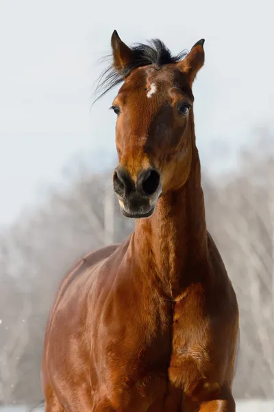Portrét červeného koně v zimě — Stock fotografie