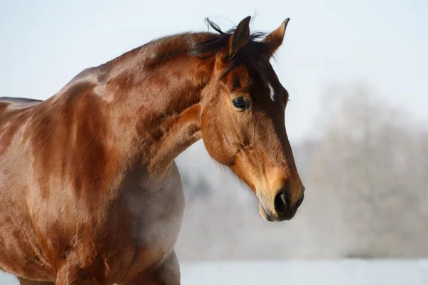 Portret kasztanów horse w zimie — Zdjęcie stockowe