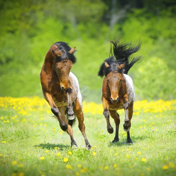 Two little appaloosa foals plaing on the meadow — Stock Photo, Image