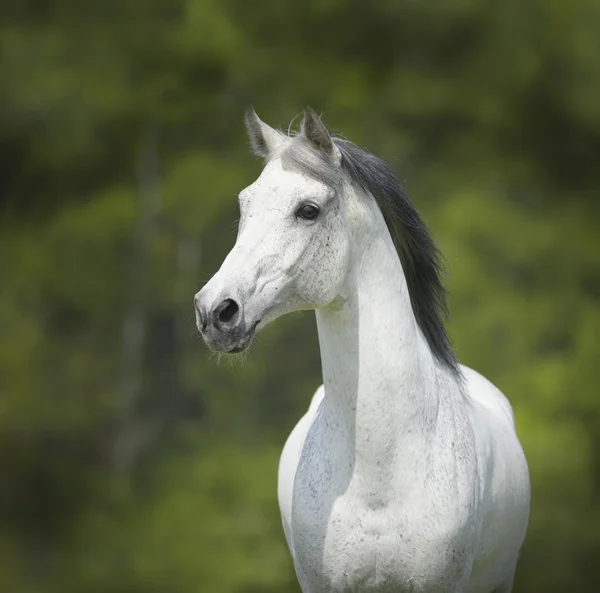 White horse on the green background — Stock Photo, Image