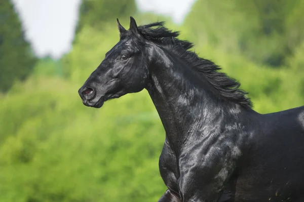 Cavalo preto corre galope no verão, retrato em movimento — Fotografia de Stock