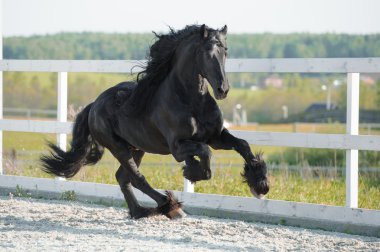 Black Friesian horse runs gallop in summer clipart