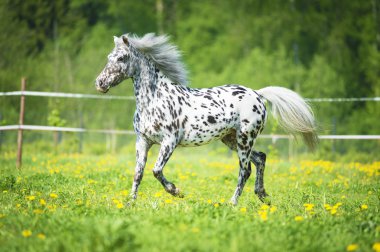Appaloosa horse runs trot on the meadow in summer time clipart