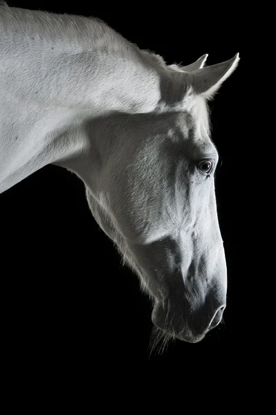어둠 속에서 흰 말 초상화 — 스톡 사진