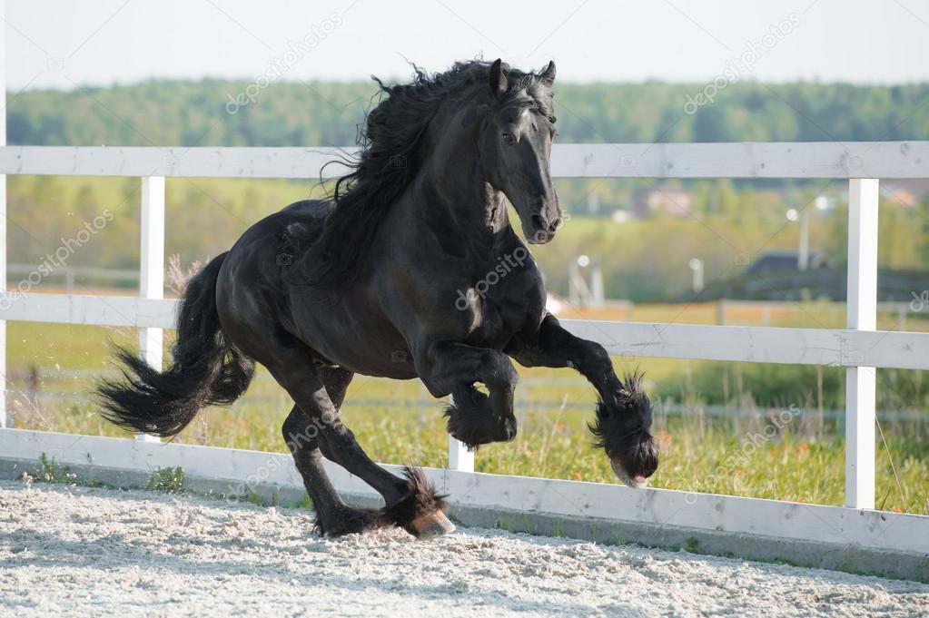 블랙 Friesian 말 여름에 갤럽을 실행 — 스톡 사진 © vikarus #35902057 블랙 Friesian 말 여름에 갤럽을 실행