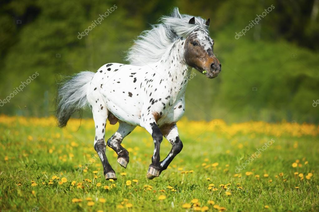 Appaloosa horse runs gallop on the meadow in summer time Stock Photo by  ©vikarus 35902125