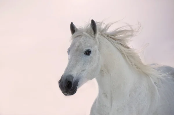 Witte Arabische paard loopt op zonsondergang achtergrond — Stockfoto