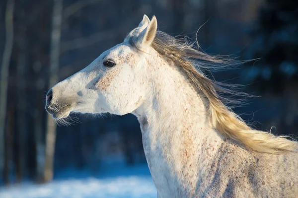 Ritratto di cavallo bianco in movimento — Foto Stock