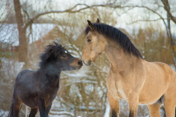 Cavalo e pônei apaixonados — Fotografia de Stock