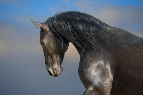 Black horse on the storm clouds background — Stock Photo, Image
