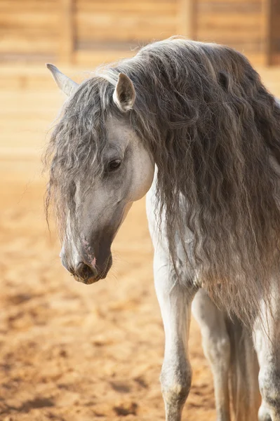 Ritratto di cavallo bianco in manege — Foto Stock