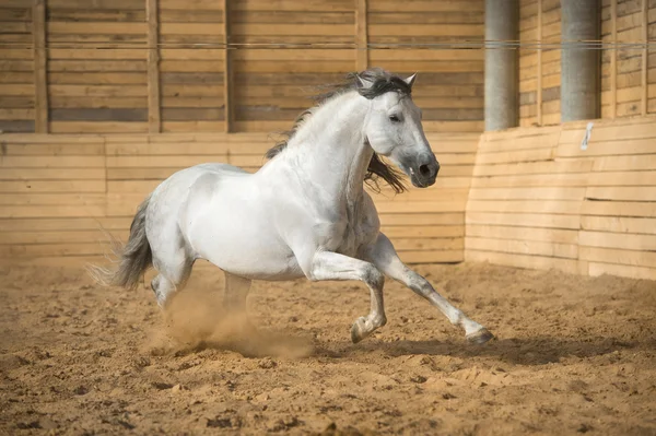 Biały koń biegnie galop w manege — Zdjęcie stockowe