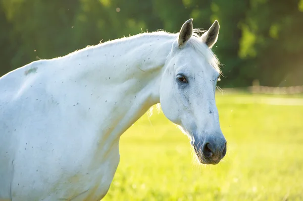 Vita hästen orlov trotter porträtt i solnedgången ljus — Stockfoto