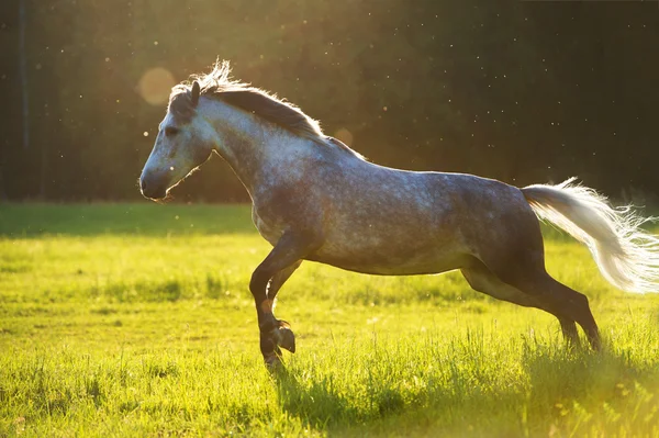 Білий кінь Орлов trotter грати у заході сонця світлі — стокове фото