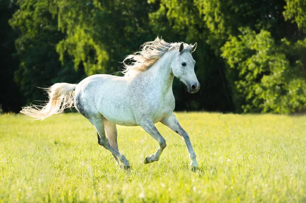 Vita arabiska hästen körs galopp i solnedgången ljus — Stockfoto