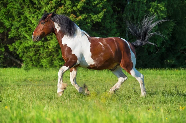 Cavalo de pintura corre galope na liberdade — Fotografia de Stock