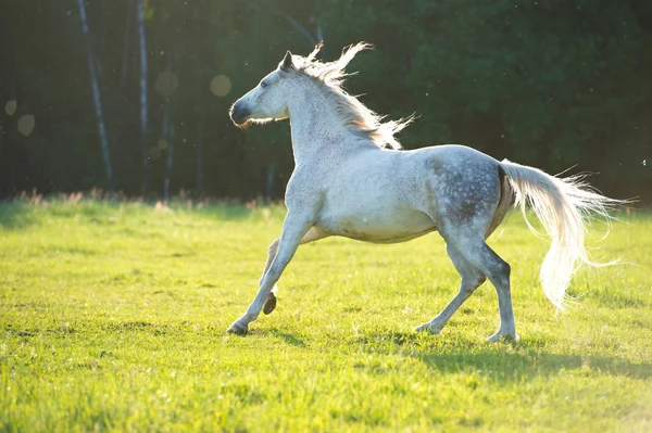 Білий кінь Аравійський запускає галоп на заході сонця світлі — стокове фото