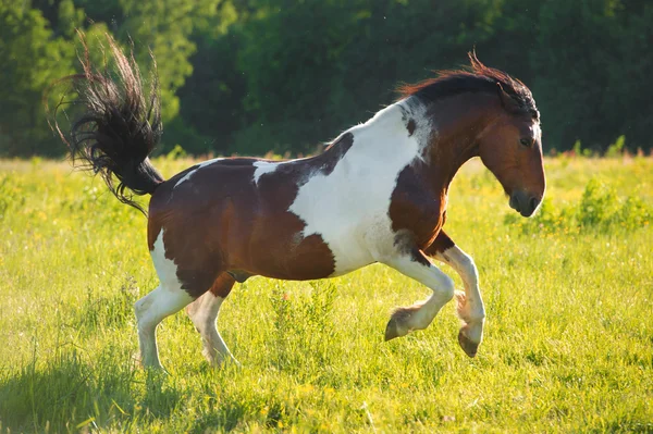 Красная лошадь играет на свободе — стоковое фото