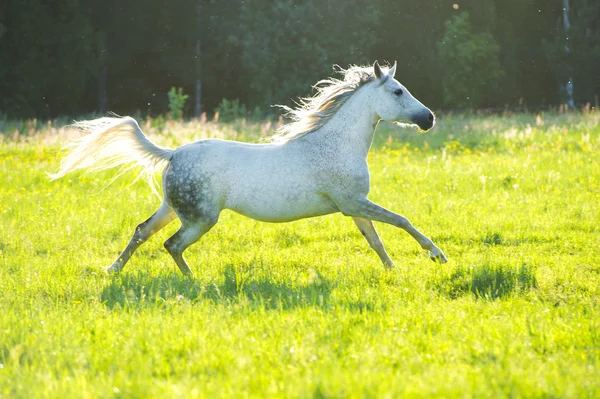 Vita arabiska hästen körs galopp i solnedgången ljus — Stockfoto