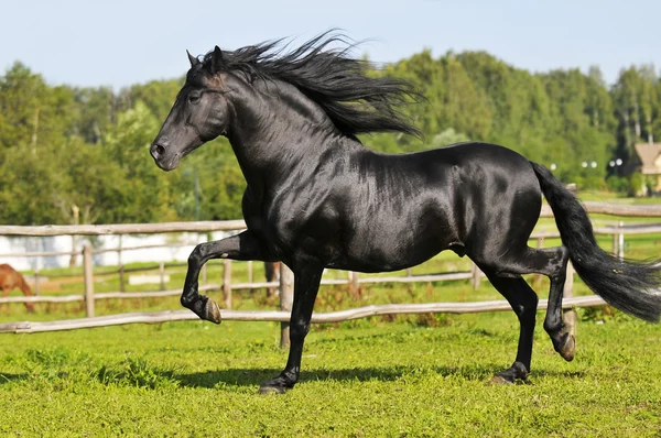 Preto cavalo andaluz corre trote no prado — Fotografia de Stock