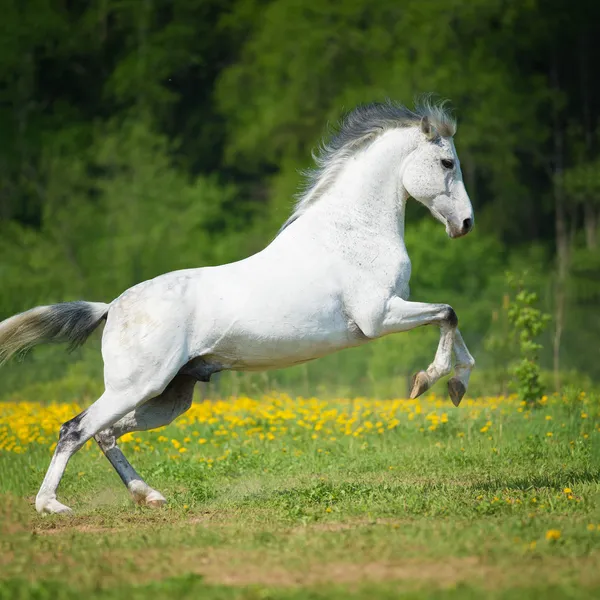 Cavalo branco brincando no prado — Fotografia de Stock