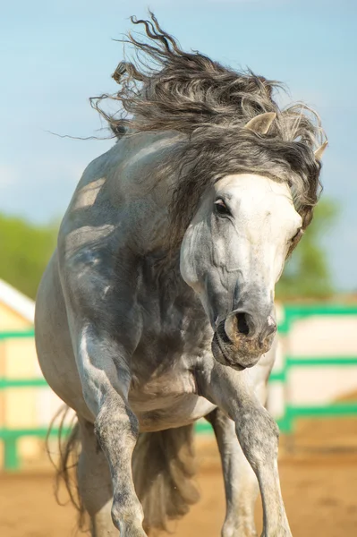 White Andalusian horse portrait in motion — Stock Photo, Image