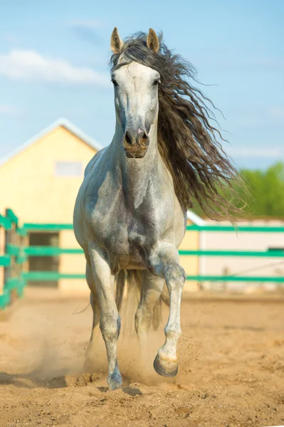 White Andalusian horse portrait in motion — Stock Photo, Image