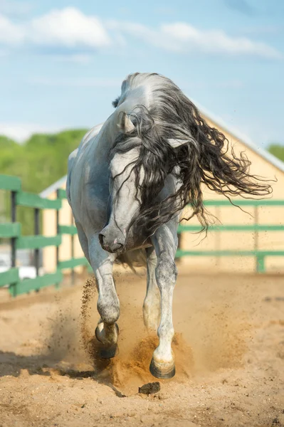 Beyaz Endülüs atı dikey hareket — Stok fotoğraf