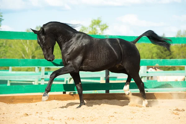 Zwarte Russische trotter paard portret in beweging in paddock — Stockfoto