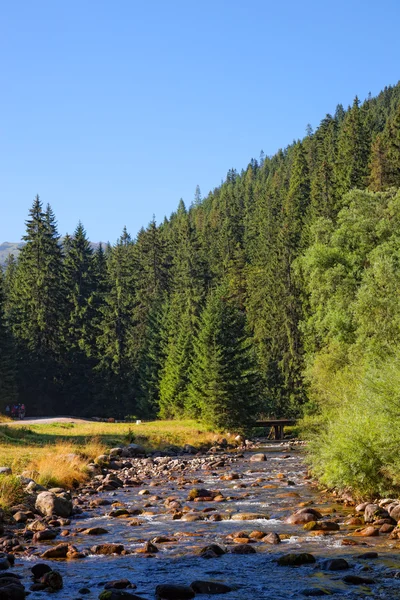 Arroyo de montaña — Foto de Stock