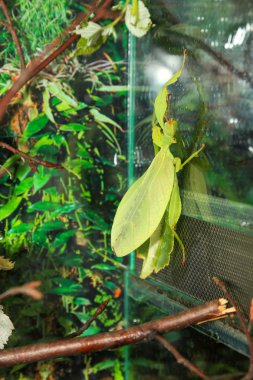 Phyllium Giganteum