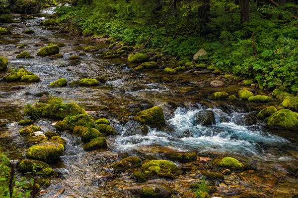 Ruisseau en forêt — Photo