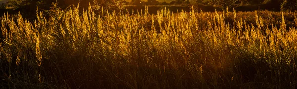 Gele gras op zonsondergang — Stockfoto