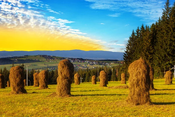 Hay bundles in the field — Stock Photo, Image